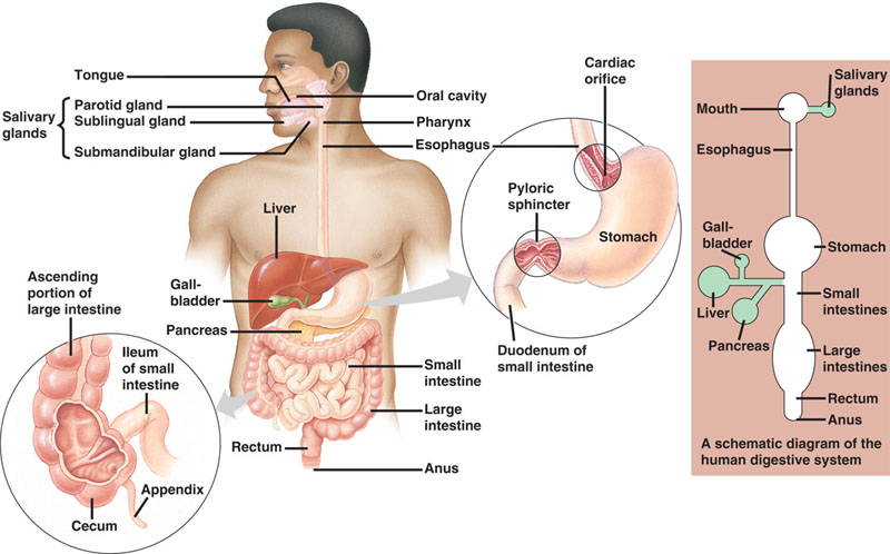 human digestive system, digestive system, how the digestive system works