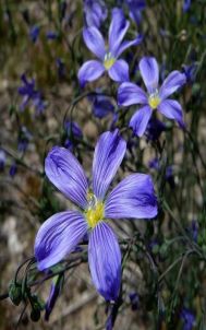 Flax seed, Flax news, Flax Cherry Oatmeal Crisps Recipe, 4 Ways to Test for Quality Flax, Flax helps Sleep