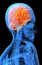 brain omega 3, nutrition and brain, flaxseed brain, the adhd brain, brain development omega 3