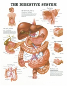 how food is digested, how food travels through the digestive system, human digestive system