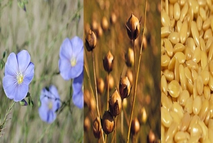 About Flaxseed