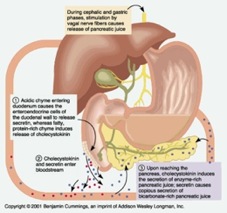 how food is digested, how food travels through the digestive system, human digestive system