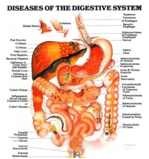 how food is digested, how food travels through the digestive system, human digestive system