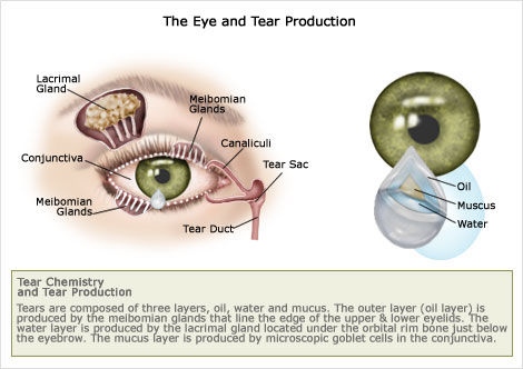 dry eyes flaxseed, dry eyes nutrition, flaxseed eyes, flaxseed oil eyes, omega 3 fatty acids dry eye